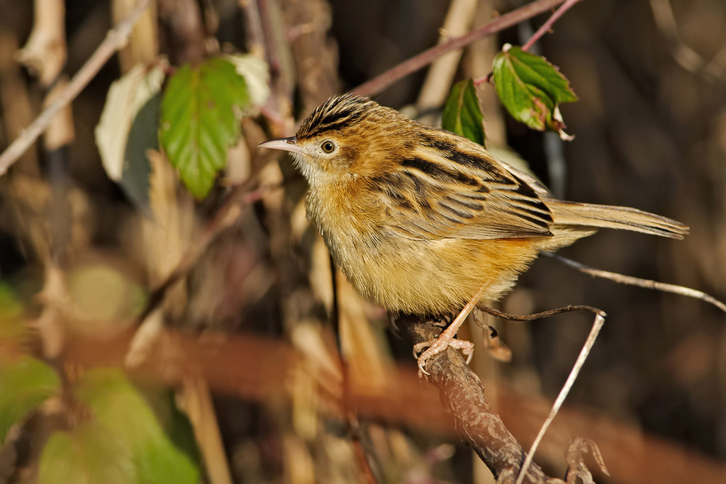 BECCAMOSCHINO ( Cisticola juncidis )